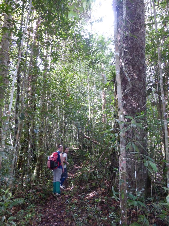 Maliau basin Trek