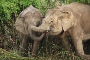 Bornean Elephant