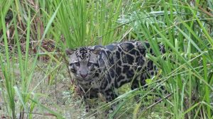 Clouded Leopard at Deramakot in Borneo