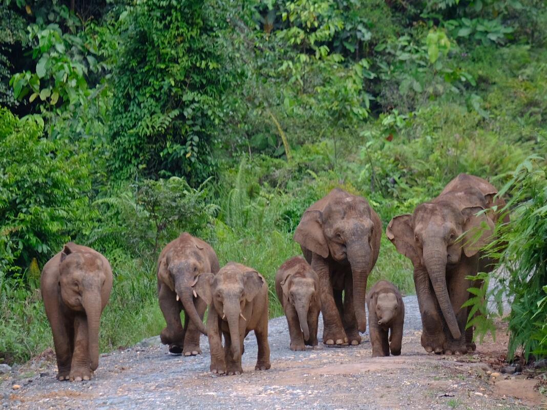 Pygmy elephant in Borneo.